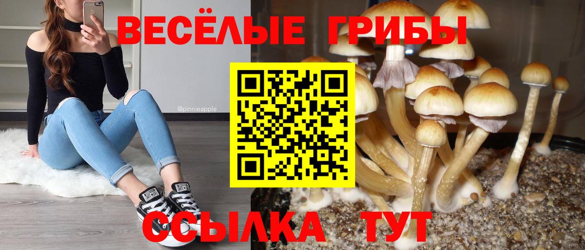 Вологда  Псилоцибиновые грибы MAGIC MUSHROOMS  Вход с VPN  Галлюциногенные грибы прущие грибы 