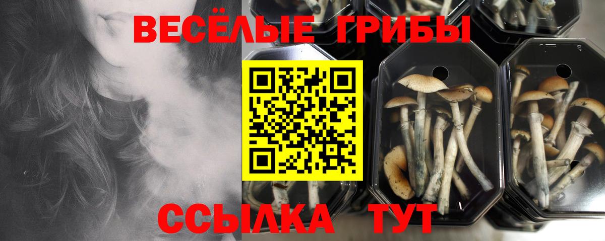 Галлюциногенные грибы MAGIC MUSHROOMS Вологда